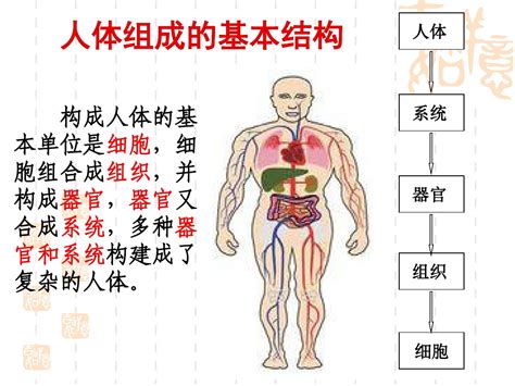 身体部位|人体的构成